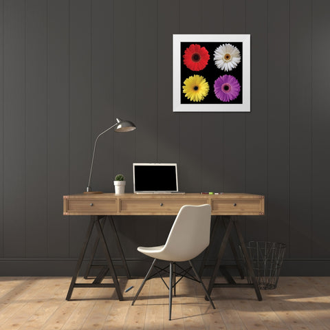 Gerbera Group II White Modern Wood Framed Art Print by Christensen, Jim