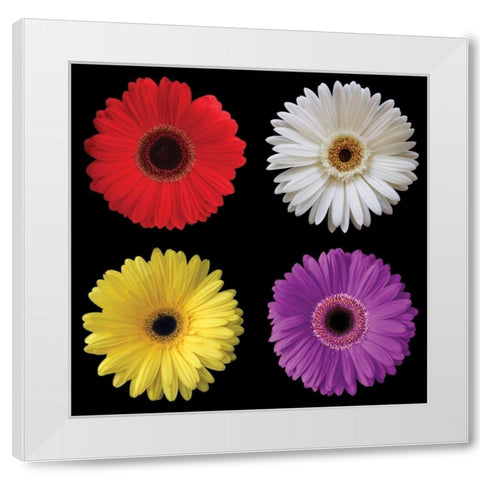 Gerbera Group II White Modern Wood Framed Art Print by Christensen, Jim