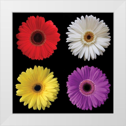 Gerbera Group II White Modern Wood Framed Art Print by Christensen, Jim