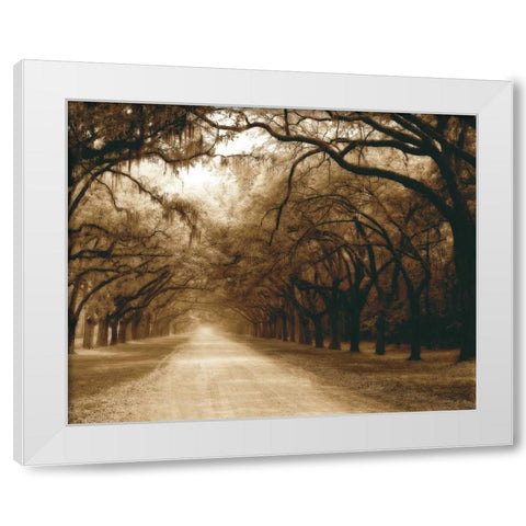 Savannah Oaks I White Modern Wood Framed Art Print by Hausenflock, Alan