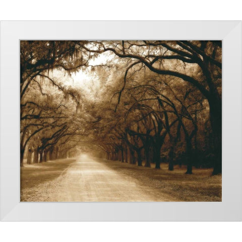 Savannah Oaks I White Modern Wood Framed Art Print by Hausenflock, Alan