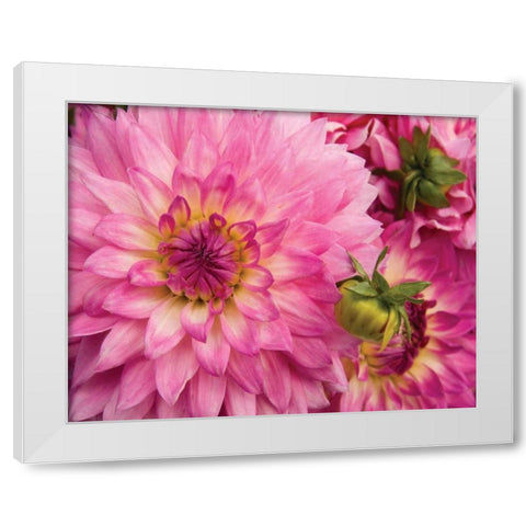 Pink Dahlia White Modern Wood Framed Art Print by Love, Maureen