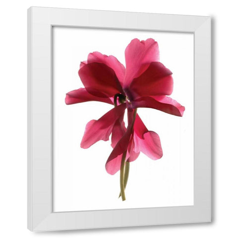 Cyclamen Dance White Modern Wood Framed Art Print by McLemore, Julia