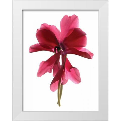 Cyclamen Dance White Modern Wood Framed Art Print by McLemore, Julia
