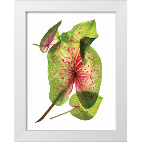 Calladium Float White Modern Wood Framed Art Print by McLemore, Julia