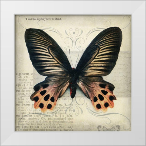 Butterflies Script IV White Modern Wood Framed Art Print by Melious, Amy
