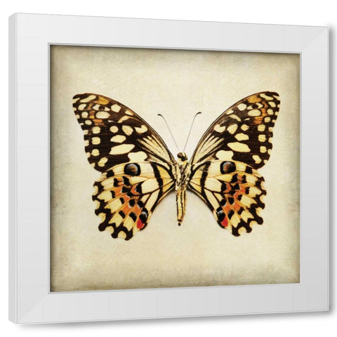 Butterfly 6 White Modern Wood Framed Art Print by Melious, Amy