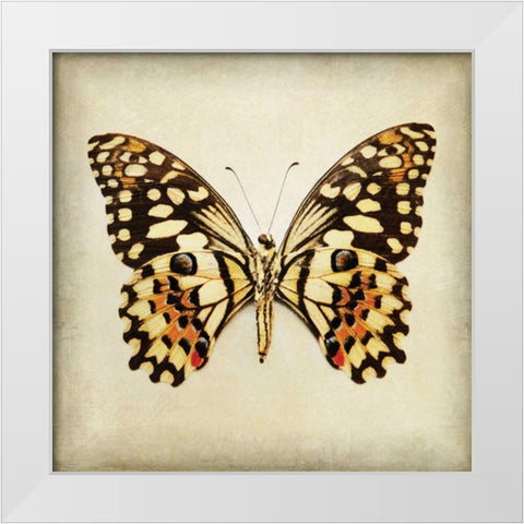 Butterfly 6 White Modern Wood Framed Art Print by Melious, Amy