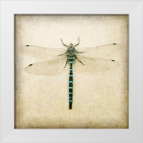 Dragonfly I White Modern Wood Framed Art Print by Melious, Amy