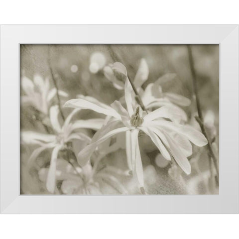 Star Magnolias I White Modern Wood Framed Art Print by Melious, Amy