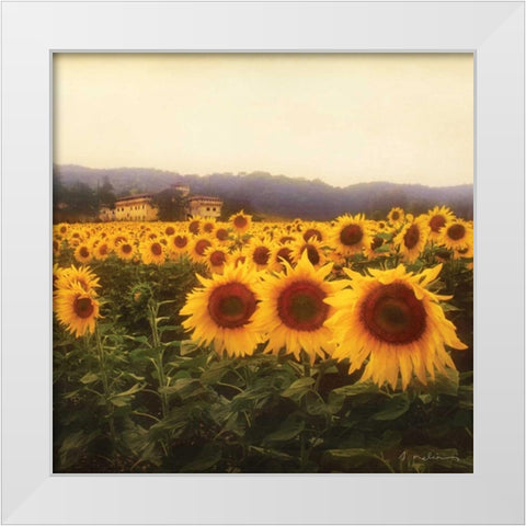 Tuscan Sunflowers White Modern Wood Framed Art Print by Melious, Amy