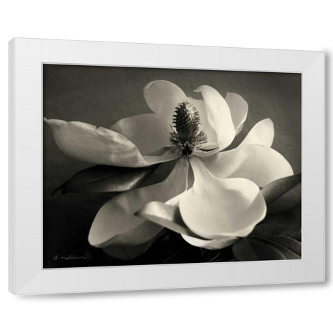 Magnolia Bloom White Modern Wood Framed Art Print by Melious, Amy