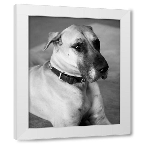 Great Dane Black and White White Modern Wood Framed Art Print by Millet, Karyn