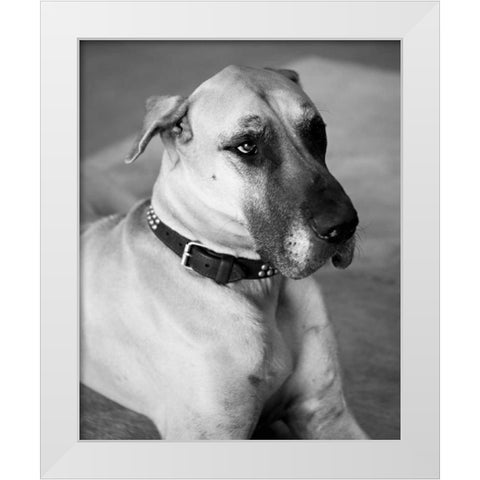 Great Dane Black and White White Modern Wood Framed Art Print by Millet, Karyn