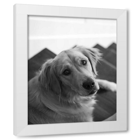 Goldie I Black and White White Modern Wood Framed Art Print by Millet, Karyn
