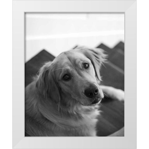 Goldie I Black and White White Modern Wood Framed Art Print by Millet, Karyn
