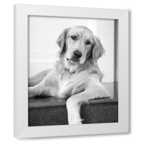 Goldie II Black and White White Modern Wood Framed Art Print by Millet, Karyn