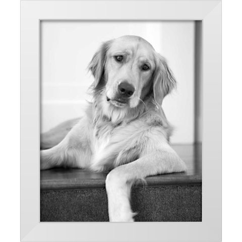 Goldie II Black and White White Modern Wood Framed Art Print by Millet, Karyn