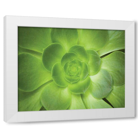 Succulent I White Modern Wood Framed Art Print by Millet, Karyn