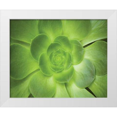 Succulent I White Modern Wood Framed Art Print by Millet, Karyn