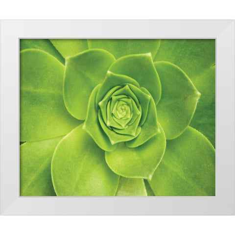 Succulent II White Modern Wood Framed Art Print by Millet, Karyn
