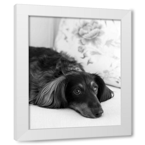 Dachshund Black and White White Modern Wood Framed Art Print by Millet, Karyn