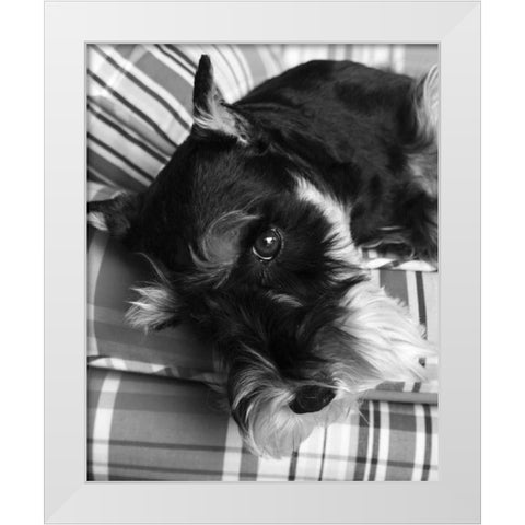 Schnauzer Black and White White Modern Wood Framed Art Print by Millet, Karyn