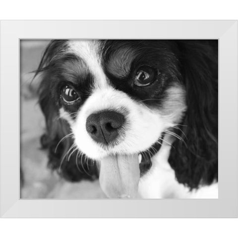 King Charles Spaniel Black and White White Modern Wood Framed Art Print by Millet, Karyn
