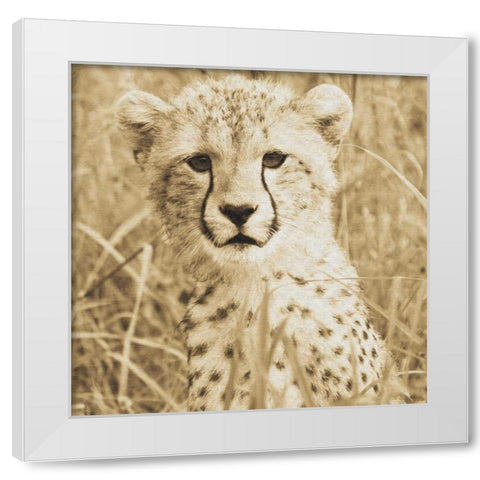 Young Cheetah White Modern Wood Framed Art Print by Parker, Susann