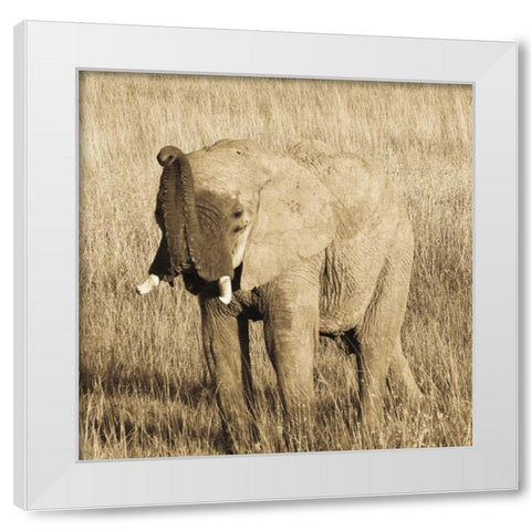 Young Elephant White Modern Wood Framed Art Print by Parker, Susann