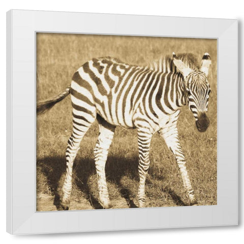Young Zebra White Modern Wood Framed Art Print by Parker, Susann
