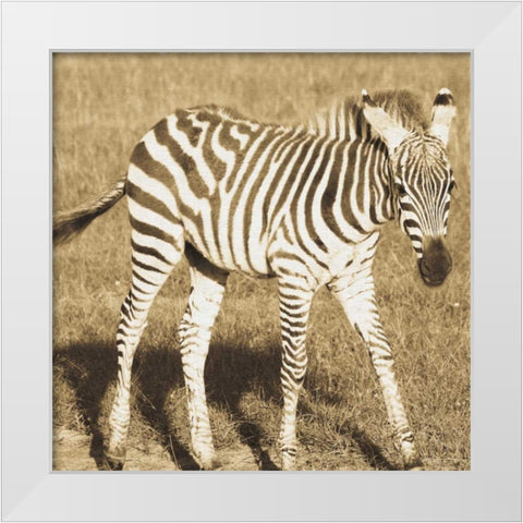 Young Zebra White Modern Wood Framed Art Print by Parker, Susann