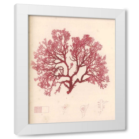 Red Botanical Study I White Modern Wood Framed Art Print by Poloson, Kimberly