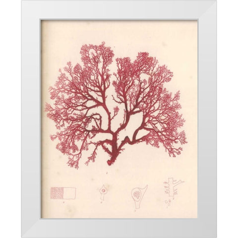Red Botanical Study I White Modern Wood Framed Art Print by Poloson, Kimberly