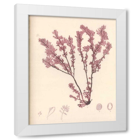 Red Botanical Study III White Modern Wood Framed Art Print by Poloson, Kimberly