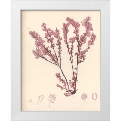 Red Botanical Study III White Modern Wood Framed Art Print by Poloson, Kimberly