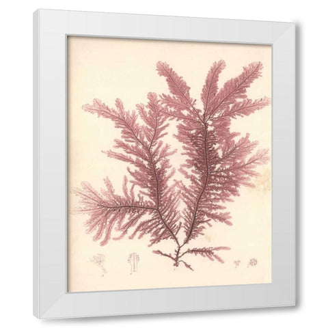 Red Botanical Study IV White Modern Wood Framed Art Print by Poloson, Kimberly