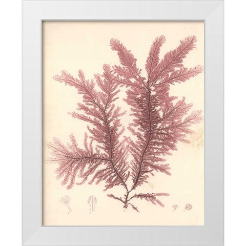 Red Botanical Study IV White Modern Wood Framed Art Print by Poloson, Kimberly