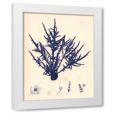 Blue Botanical Study II White Modern Wood Framed Art Print by Poloson, Kimberly
