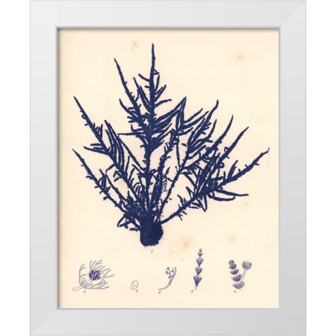 Blue Botanical Study II White Modern Wood Framed Art Print by Poloson, Kimberly