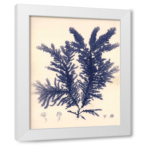 Blue Botanical Study IV White Modern Wood Framed Art Print by Poloson, Kimberly