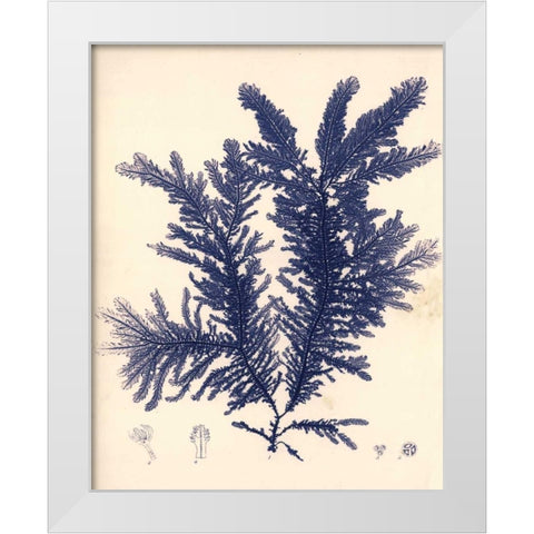 Blue Botanical Study IV White Modern Wood Framed Art Print by Poloson, Kimberly