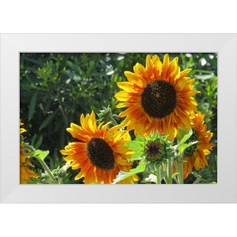 Summer Sunflowers I White Modern Wood Framed Art Print by Williams, Alex