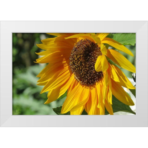 Summer Sunflowers II White Modern Wood Framed Art Print by Williams, Alex