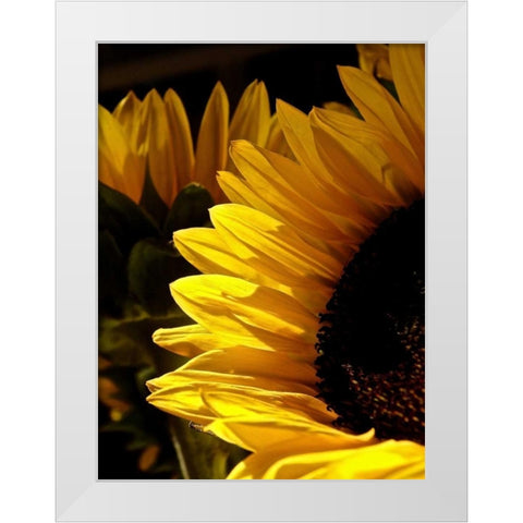 Sunlit Sunflowers I White Modern Wood Framed Art Print by Burkhart, Monika