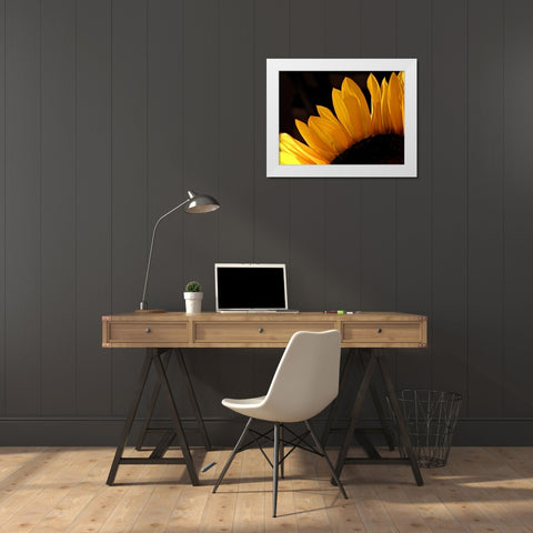 Sunlit Sunflowers III White Modern Wood Framed Art Print by Burkhart, Monika