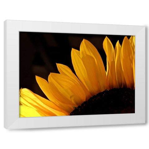 Sunlit Sunflowers III White Modern Wood Framed Art Print by Burkhart, Monika