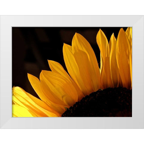 Sunlit Sunflowers III White Modern Wood Framed Art Print by Burkhart, Monika