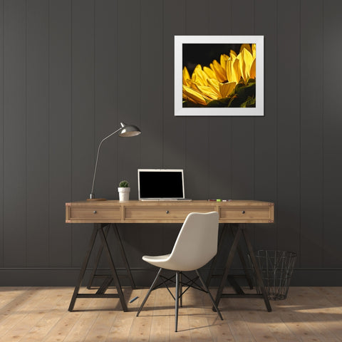 Sunlit Sunflowers IV White Modern Wood Framed Art Print by Burkhart, Monika