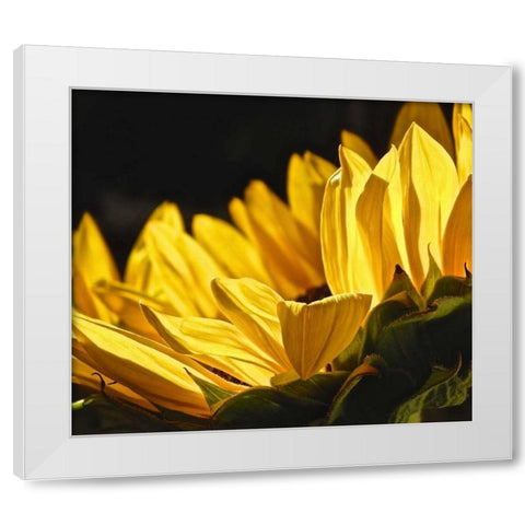 Sunlit Sunflowers IV White Modern Wood Framed Art Print by Burkhart, Monika